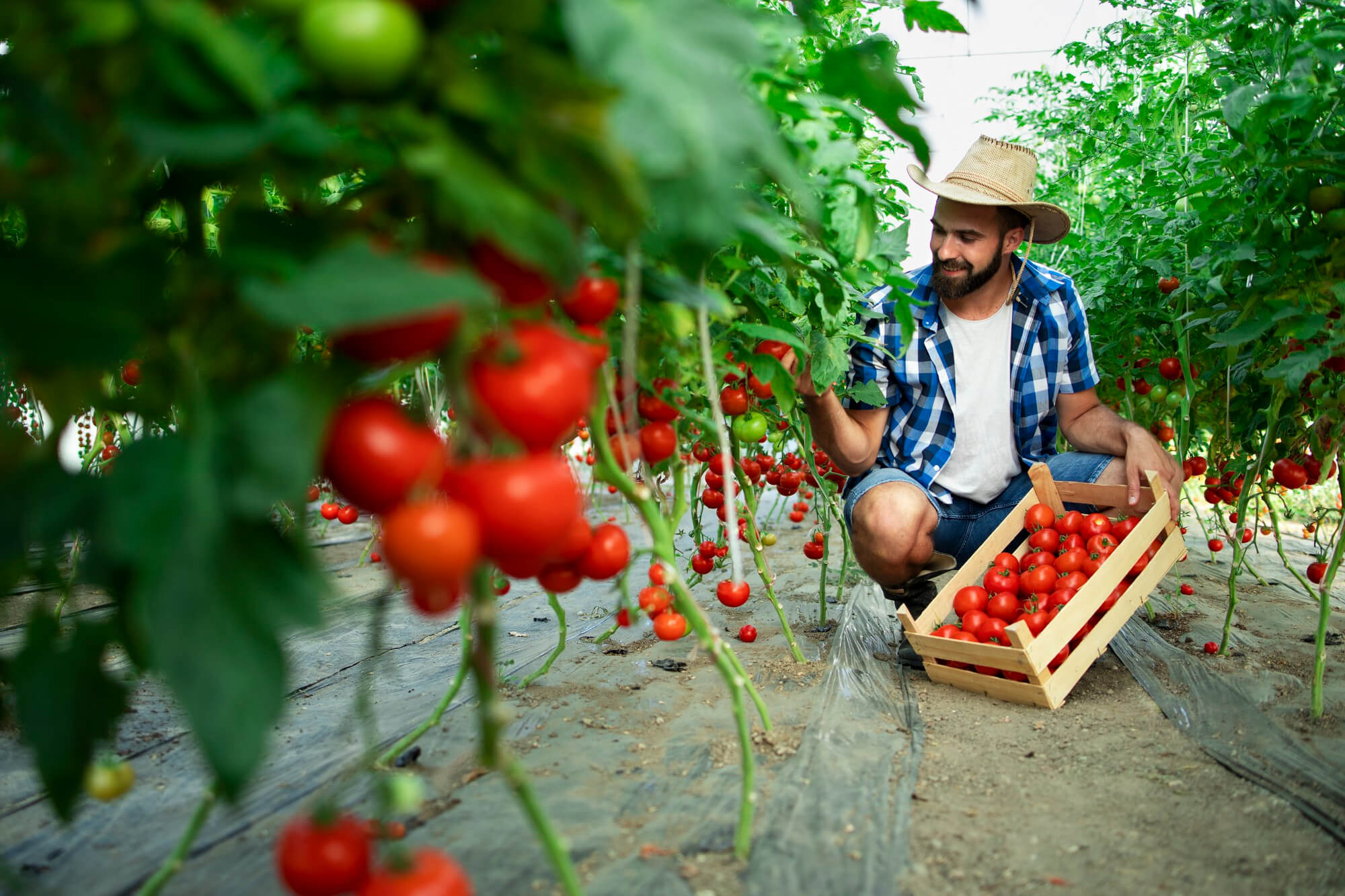 Agricultura, o investiție de viitor: cinci pași esențiali de urmat pentru a-ți deschide o afacere în acest domeniu