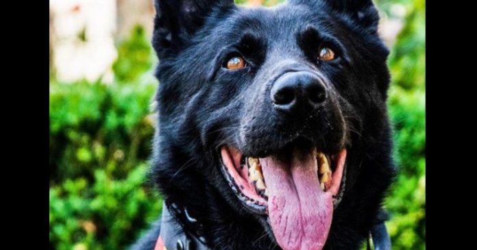 A murit câinele-polițist Șuier, primul lup cehoslovac din România, utilizat la festivaluri pentru identificarea substanțelor interzise.