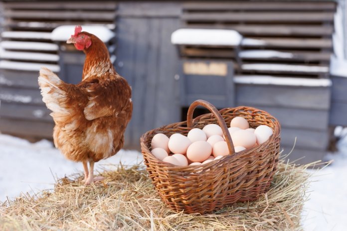 Basket,With,Chicken,Eggs,On,The,Background,Of,A,Chicken